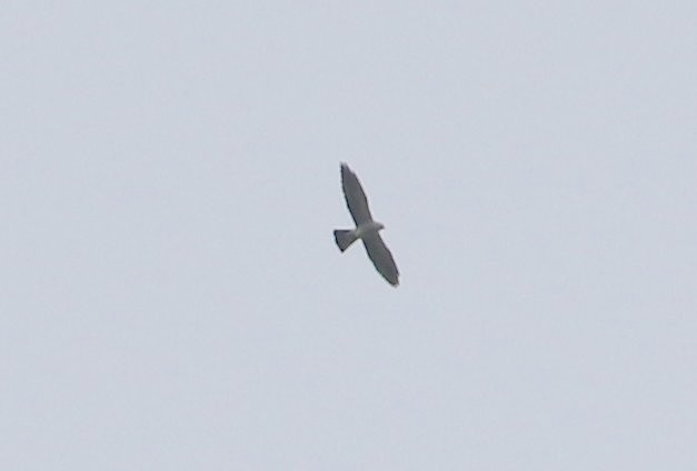 Mississippi Kite - ML444913231