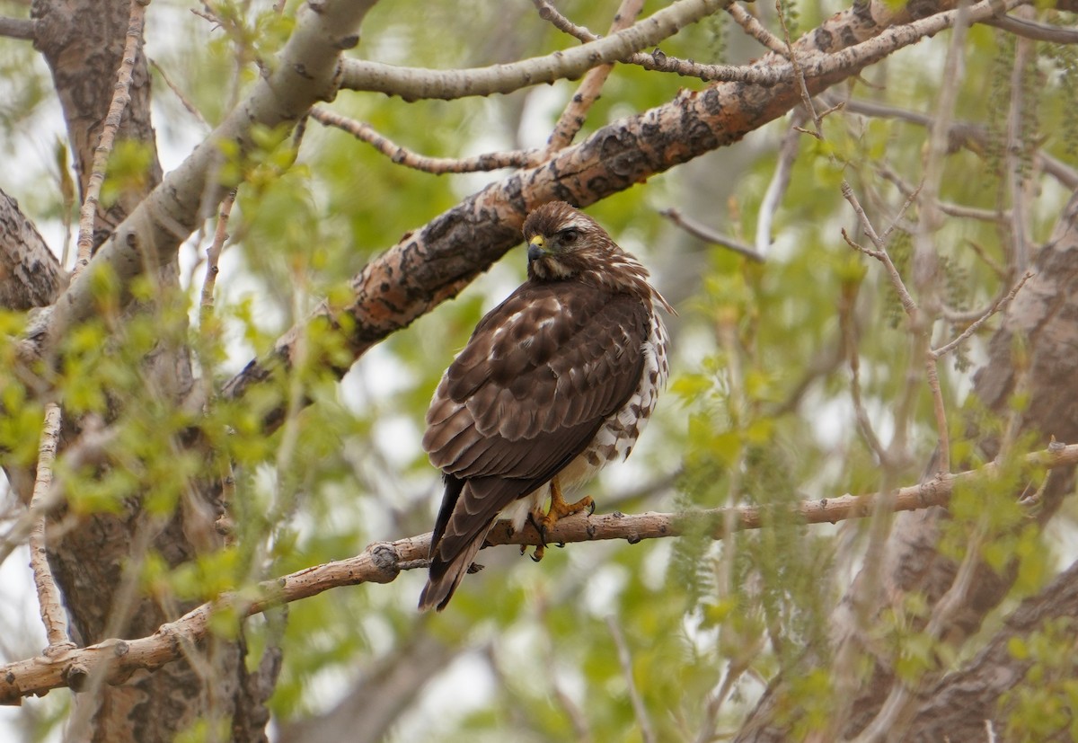 Broad-winged Hawk - ML444913391