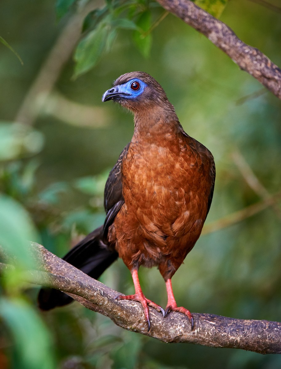 Sickle-winged Guan - Tomáš Grim