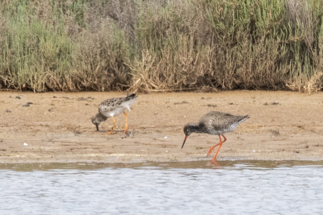 Common Redshank - ML444916941