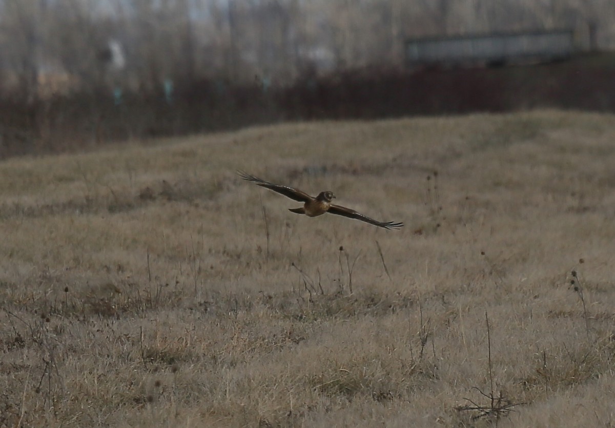 Northern Harrier - ML44491761