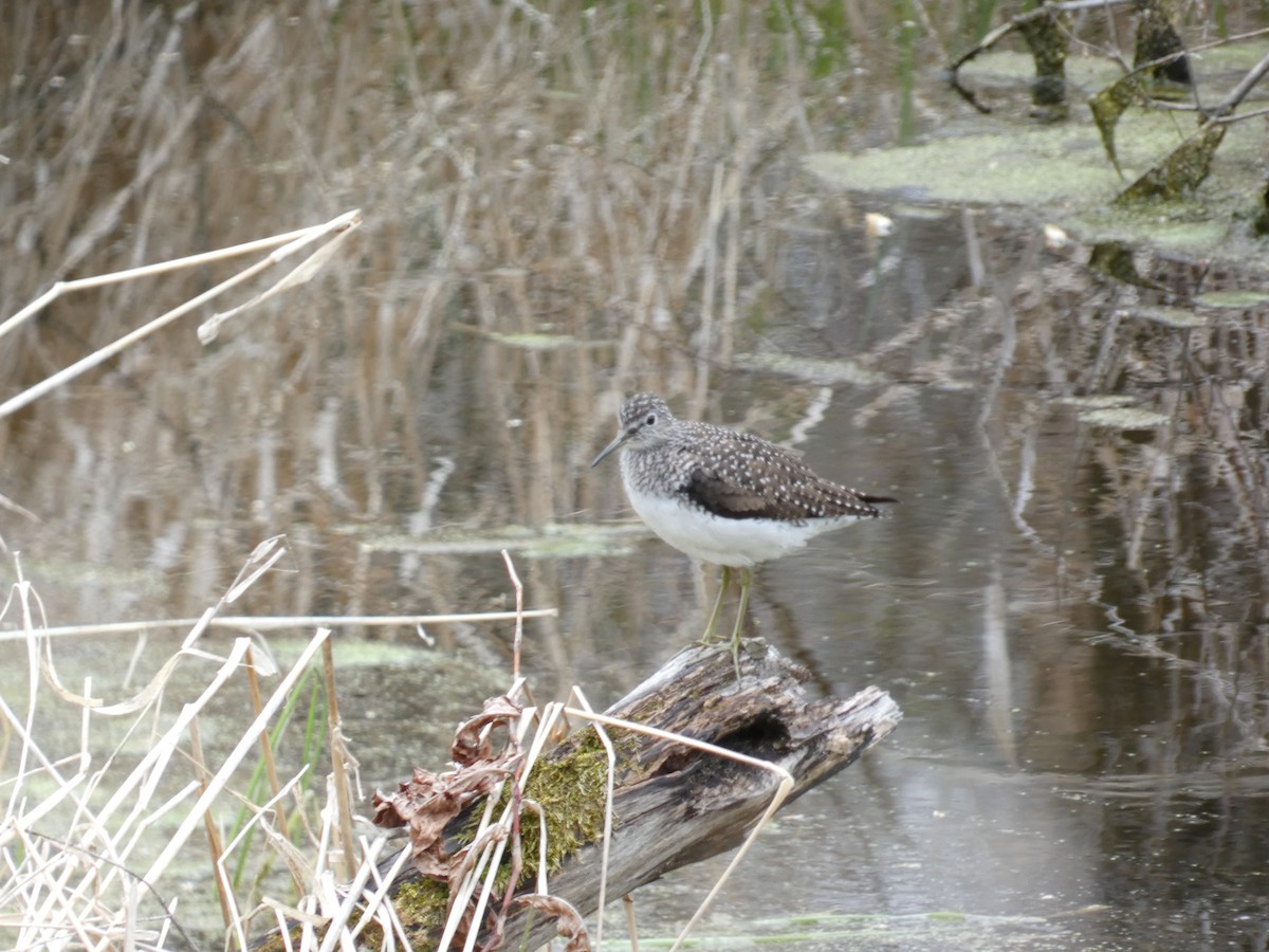 Solitary Sandpiper - Leslie Andrich