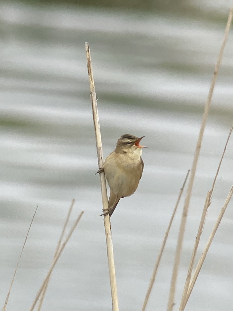 Sedge Warbler - ML444919251