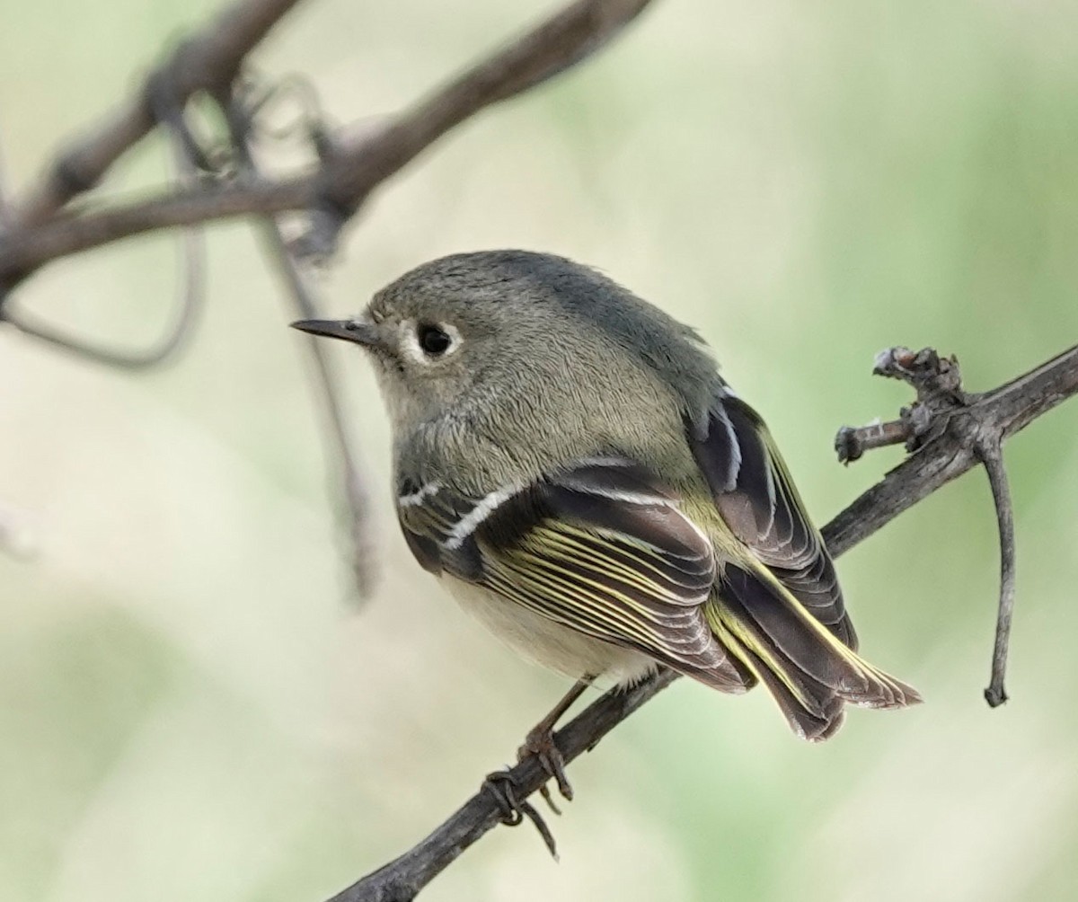 Ruby-crowned Kinglet - Louise Courtemanche 🦅
