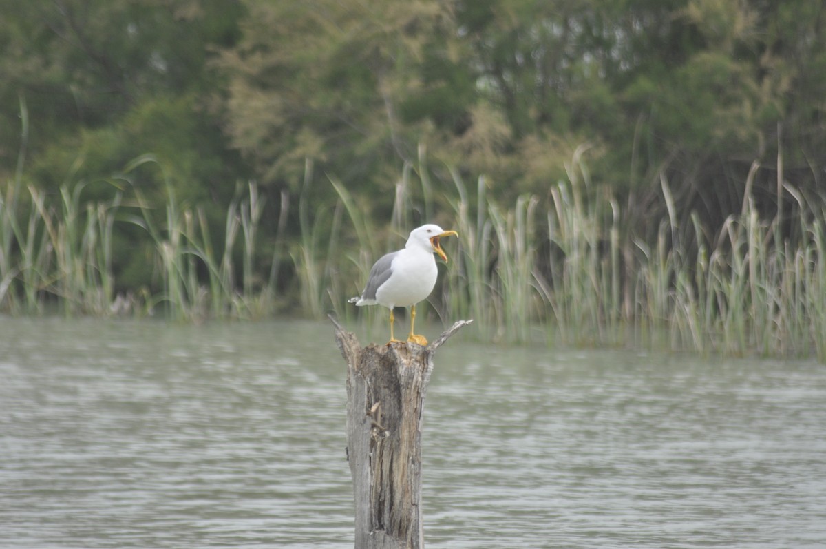 Yellow-legged Gull - ML444923701