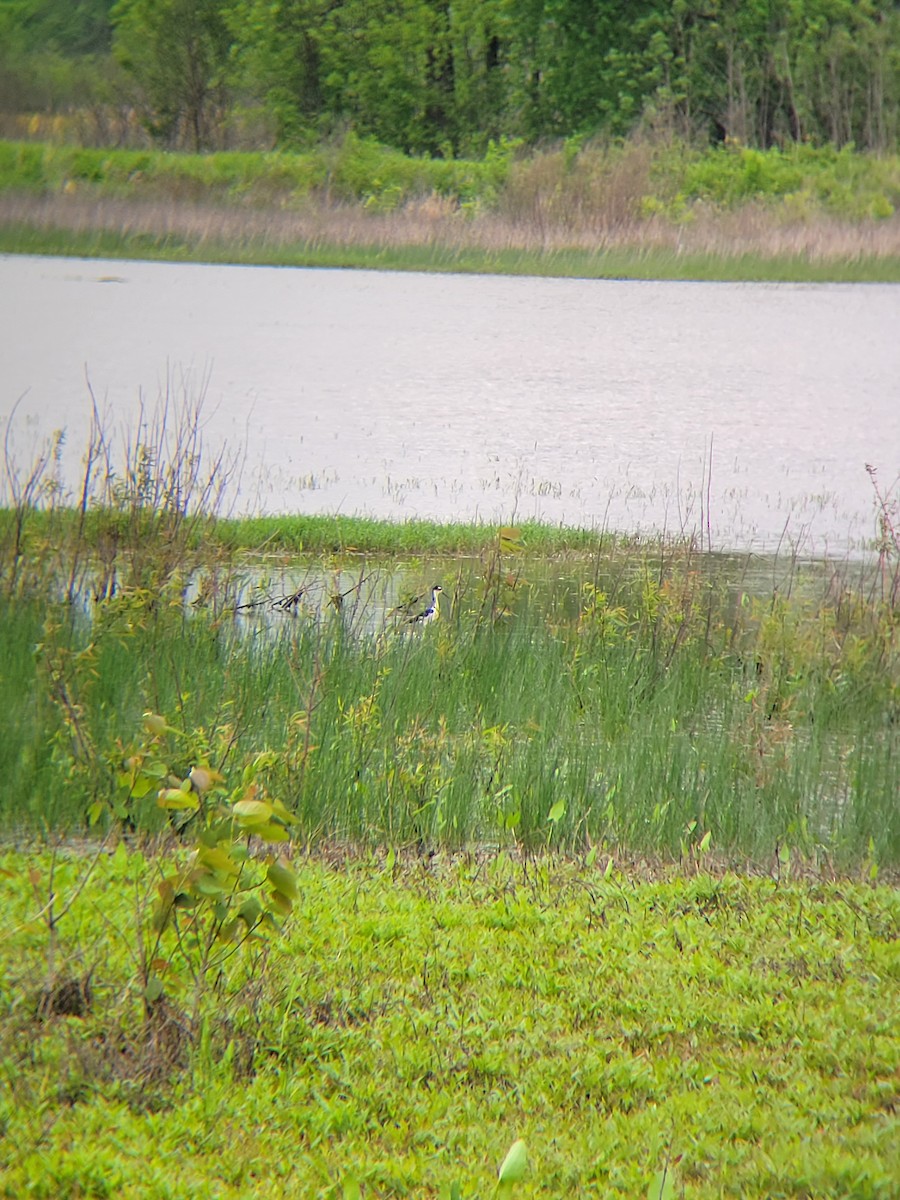 Black-necked Stilt - ML444924341