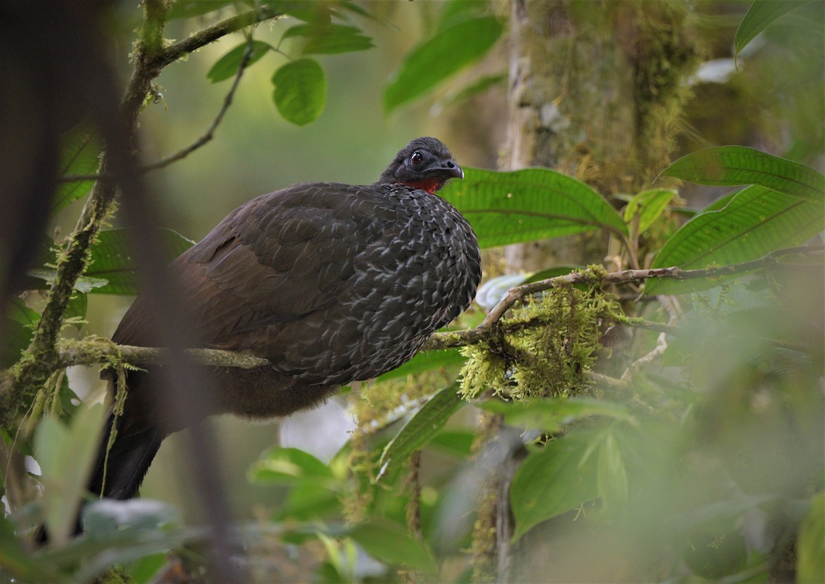 Cauca Guan - ML444924471