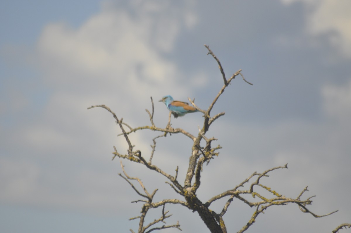 Өрнийн зүсэг - ML444925141