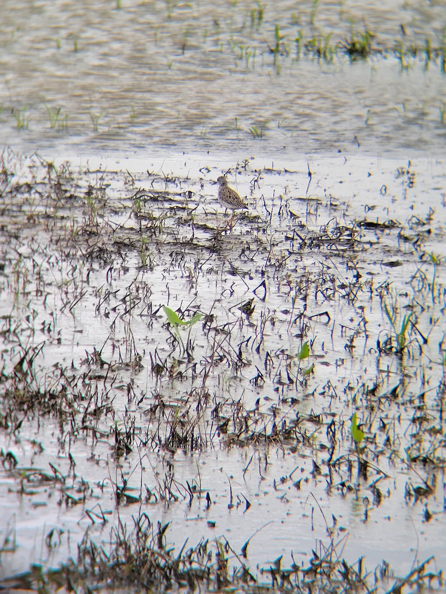Greater Yellowlegs - ML444925171