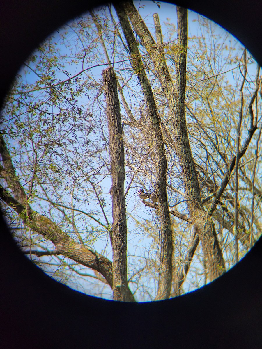 Wood Duck - ML444925941