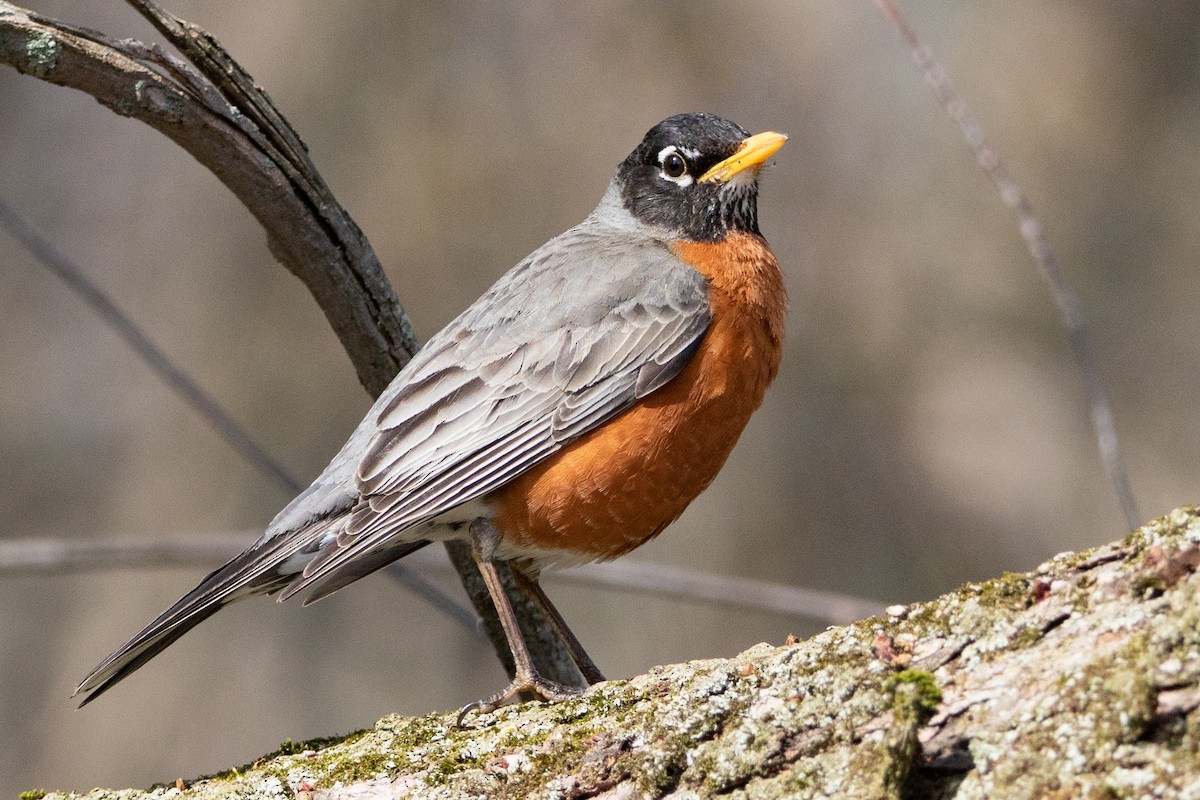 American Robin - ML444926041