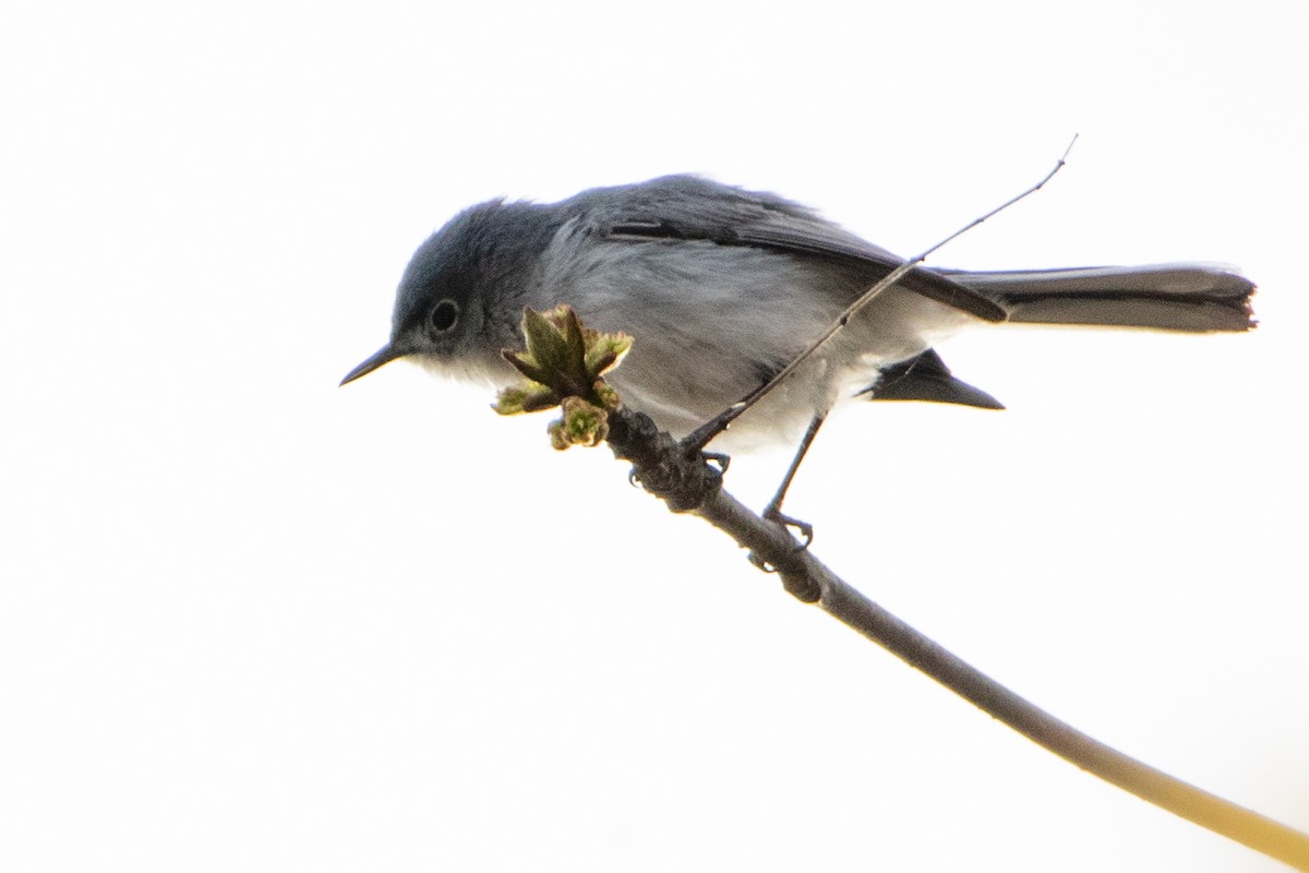 Blue-gray Gnatcatcher - ML444926411