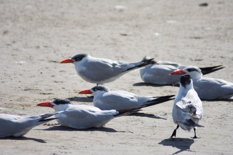 Caspian Tern - ML444926541