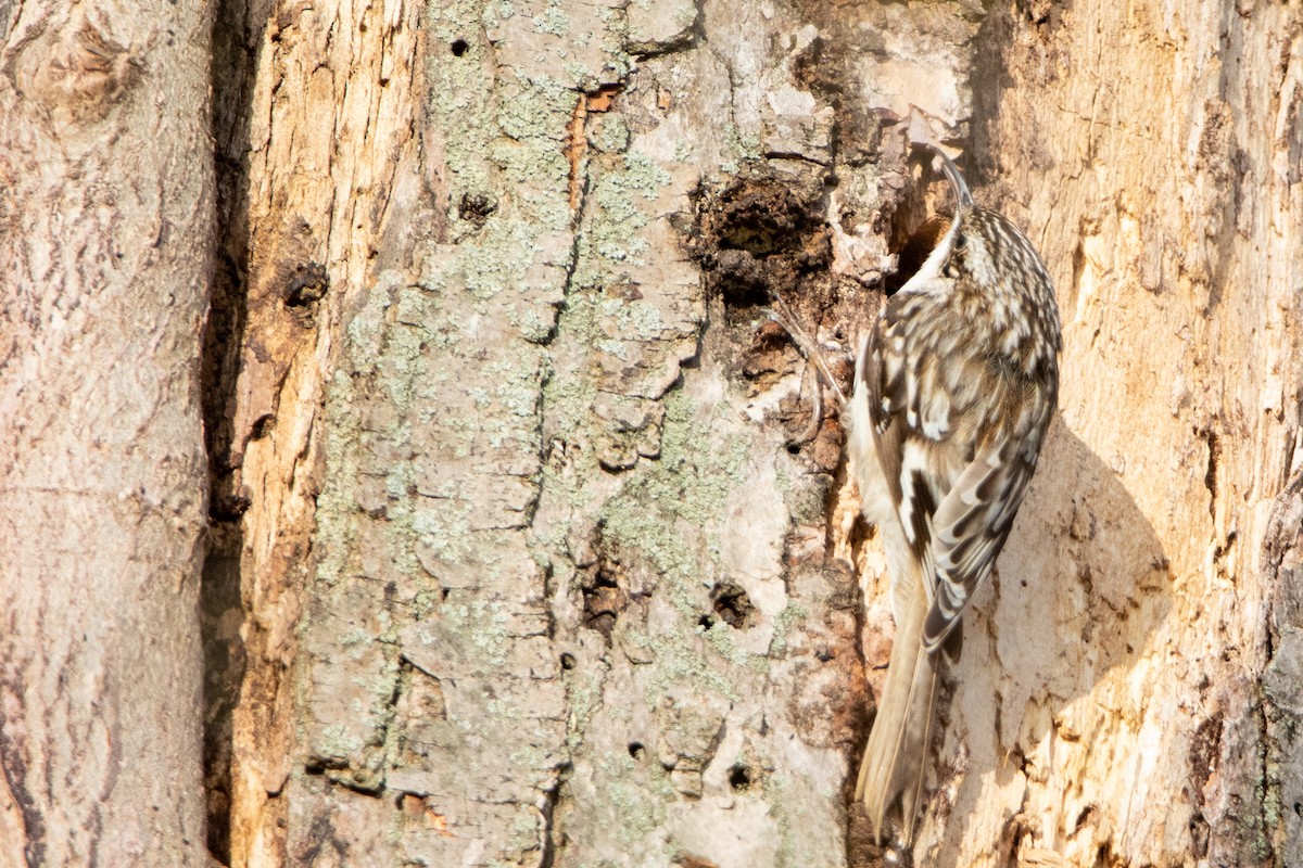 Brown Creeper - ML444926591