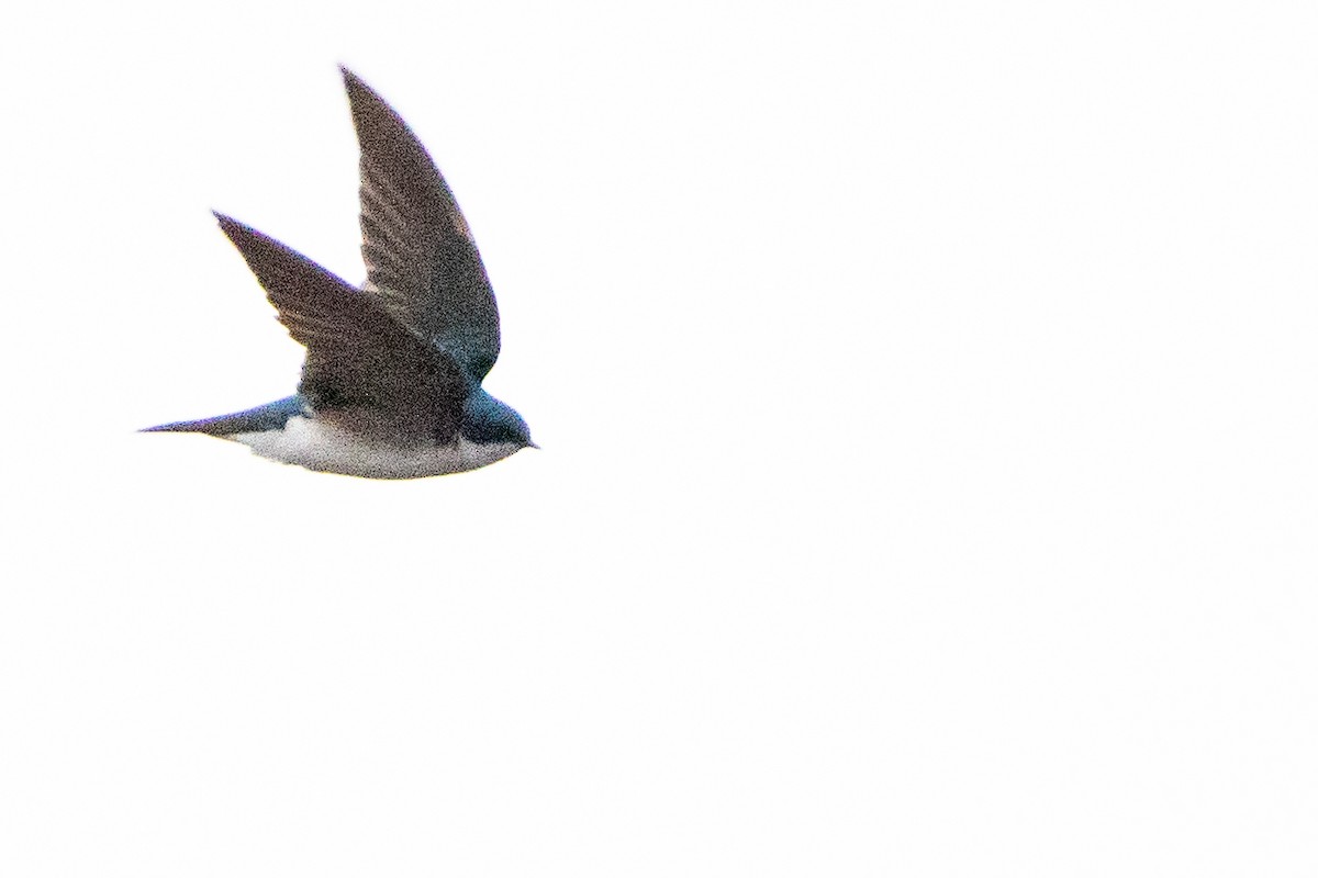 Golondrina Bicolor - ML444926761