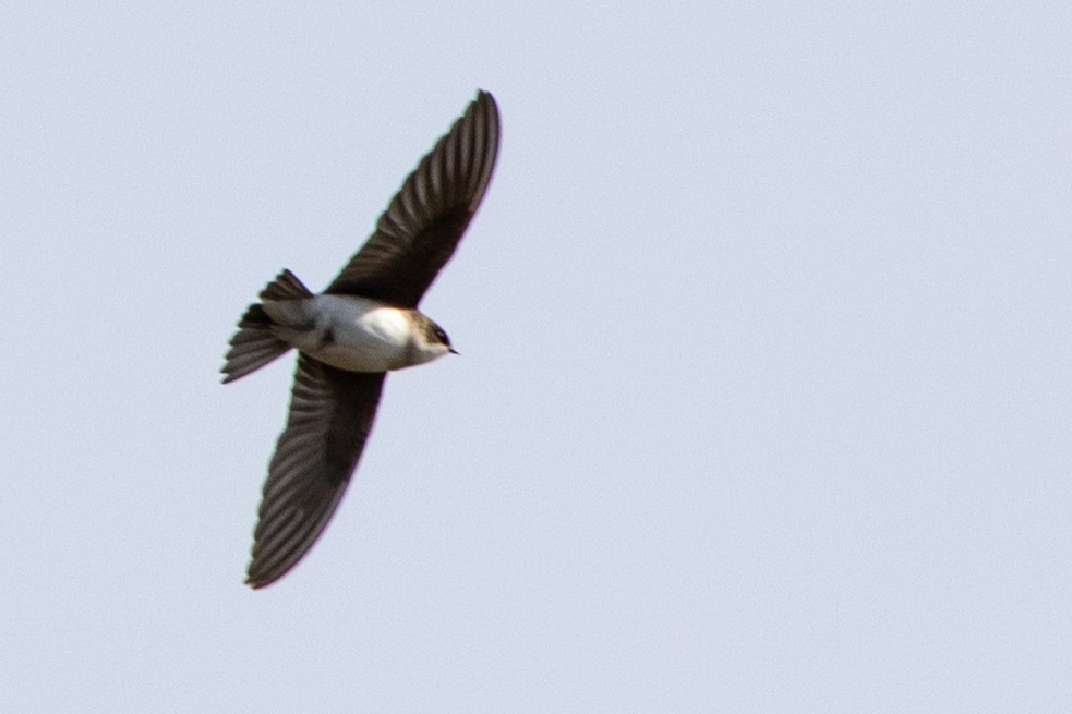 Golondrina Bicolor - ML444926781