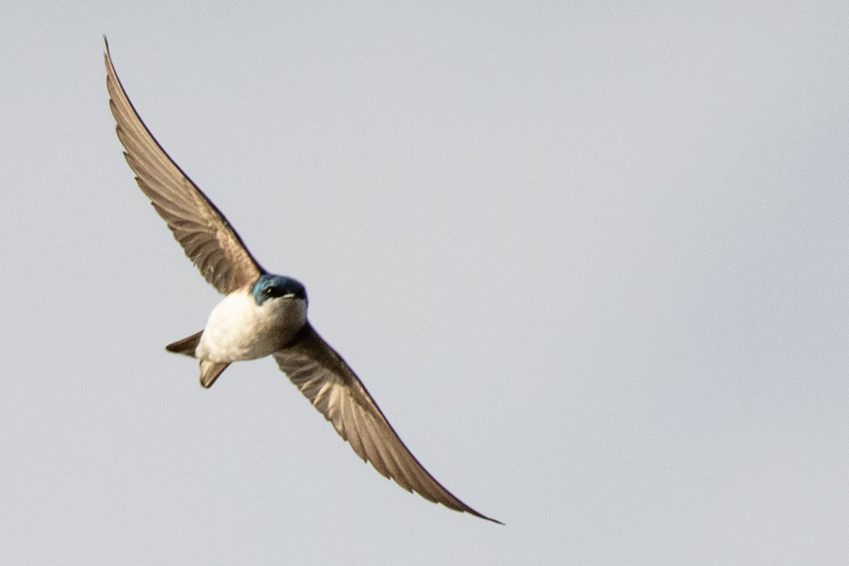 Golondrina Bicolor - ML444926791