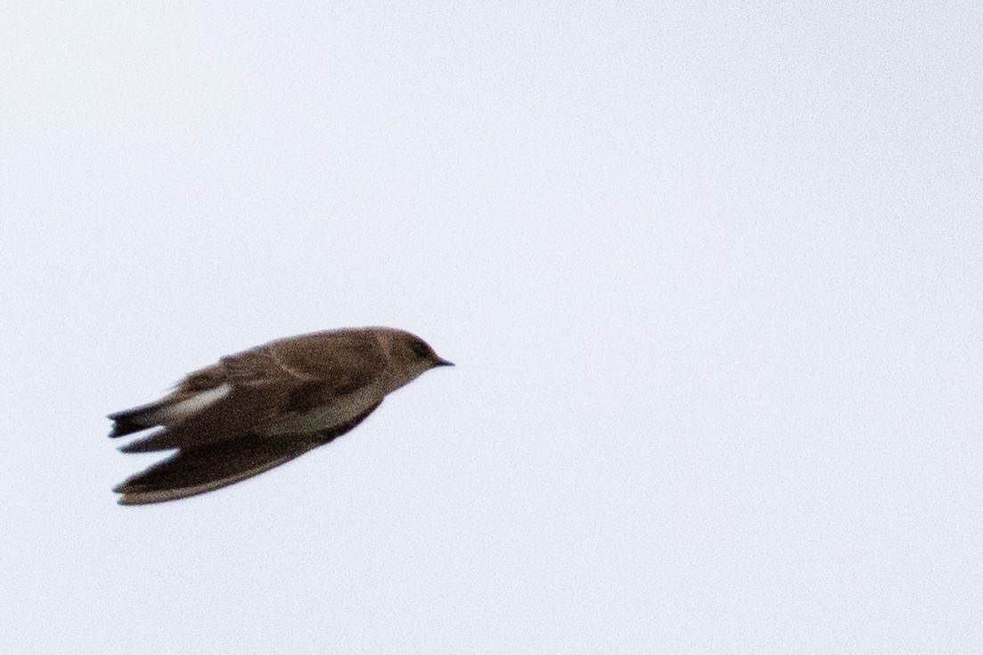 Golondrina Aserrada - ML444926891