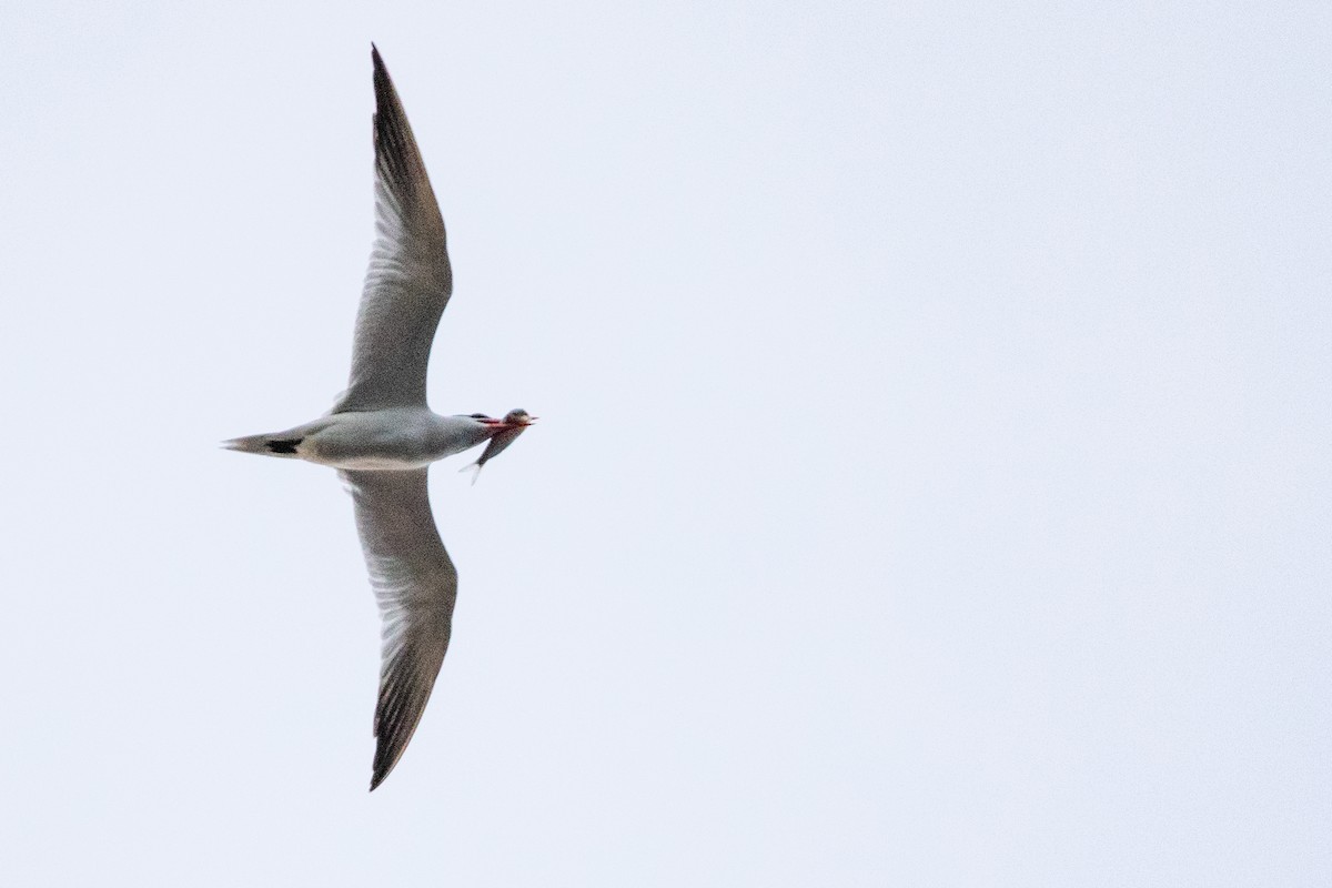 Caspian Tern - ML444928551