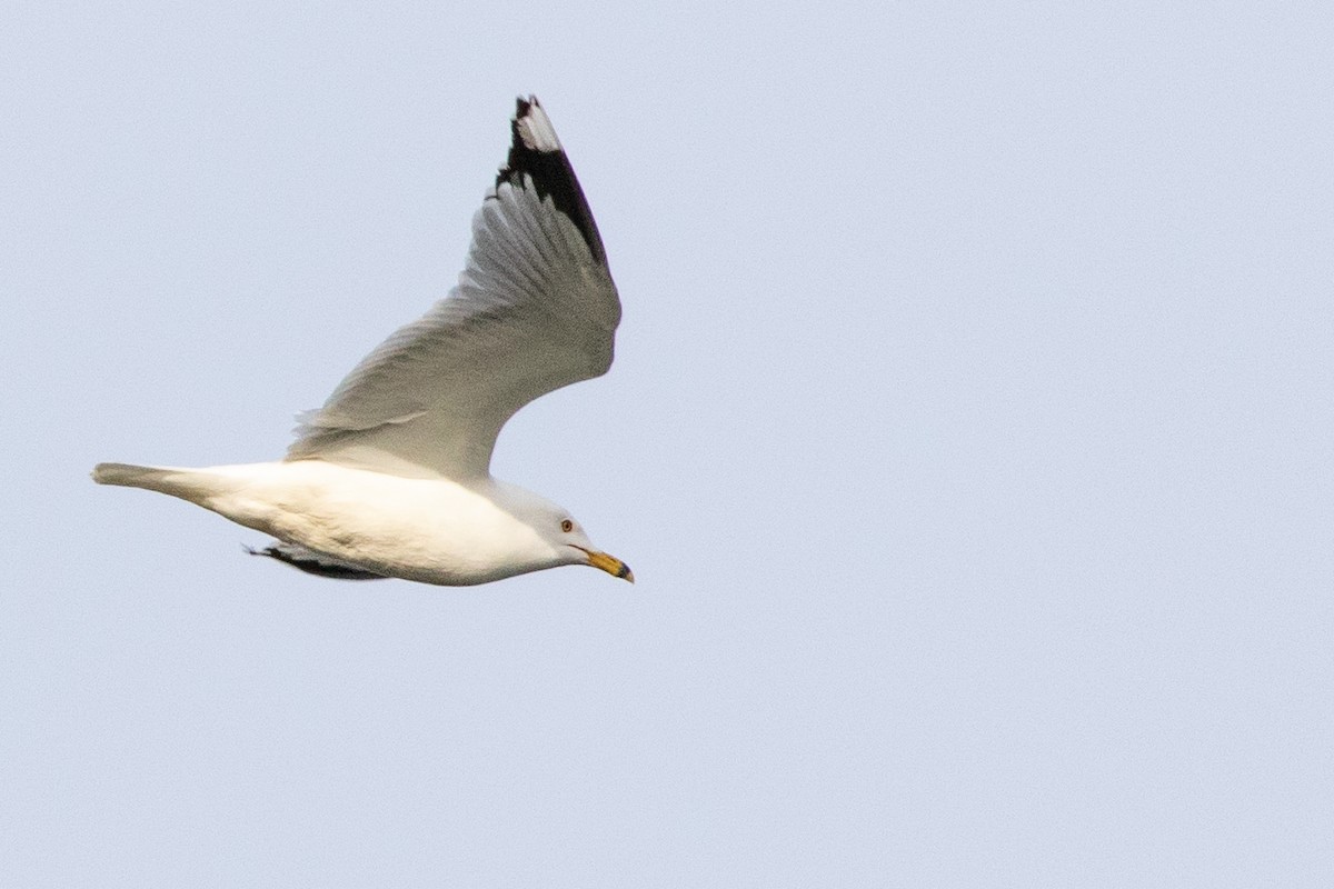 Ring-billed Gull - ML444928861