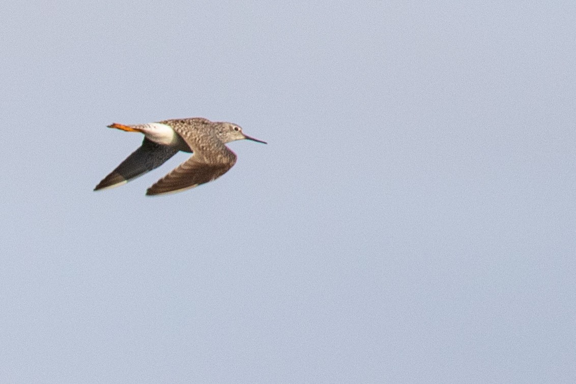 Lesser Yellowlegs - ML444928971