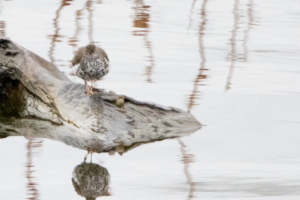 Spotted Sandpiper - ML444929241