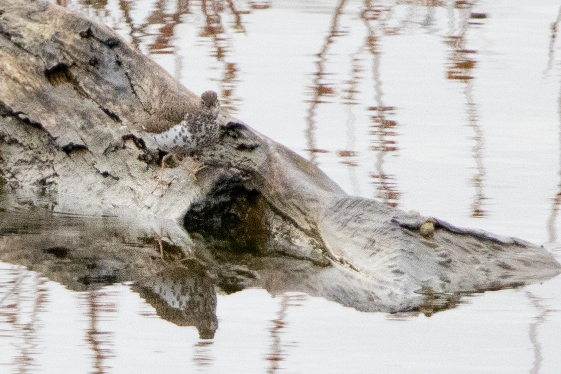 Spotted Sandpiper - ML444929281