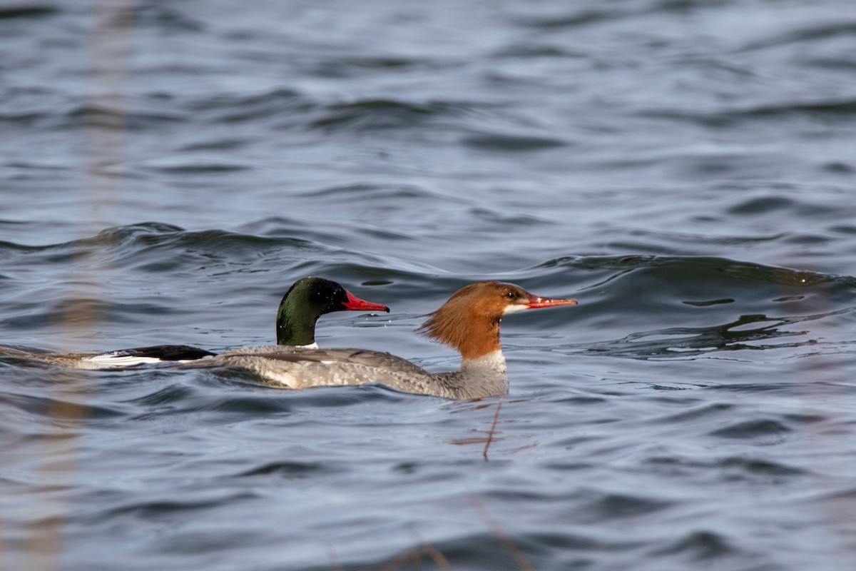 Common Merganser - ML444929501