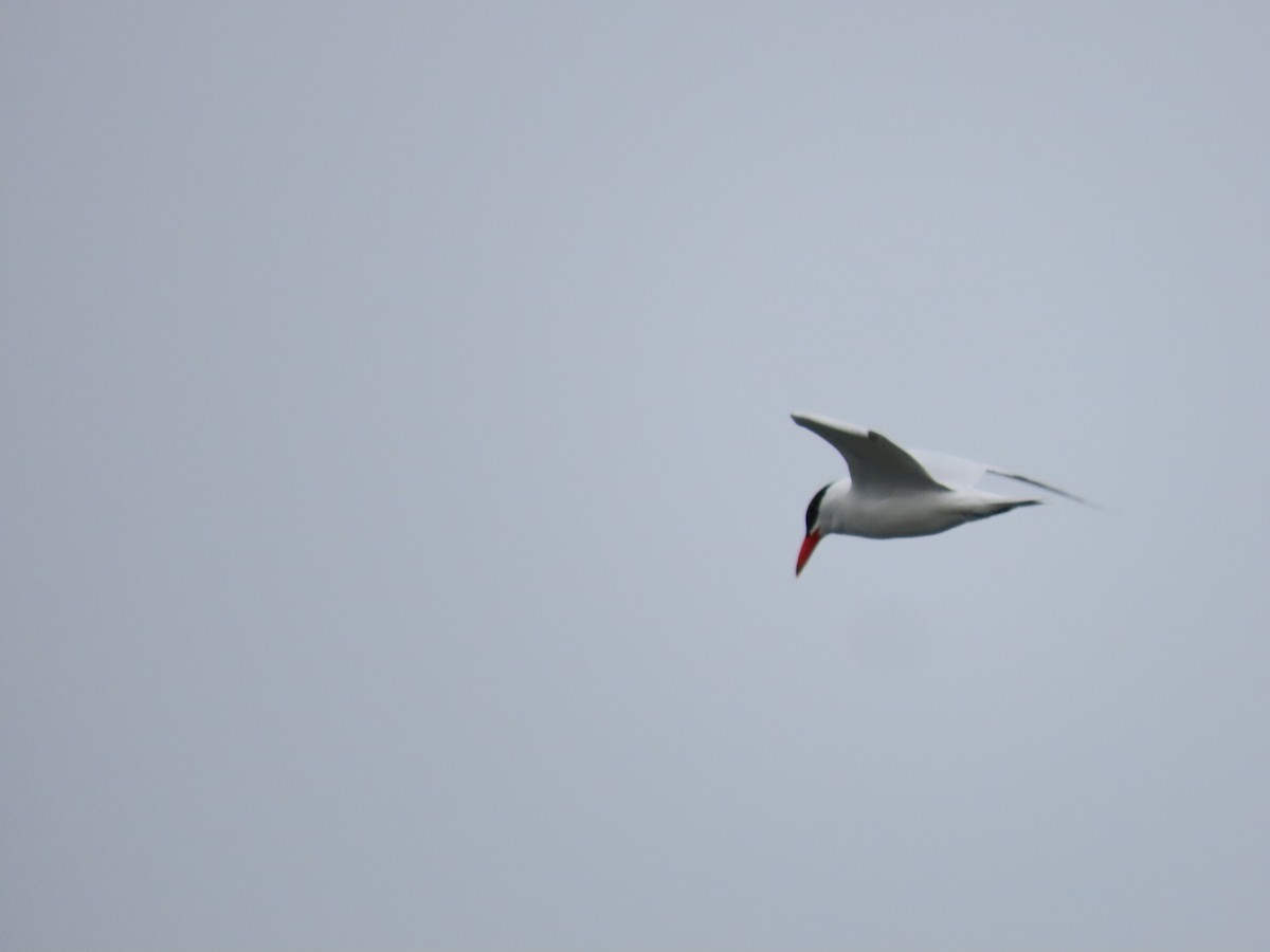 Caspian Tern - ML444930081