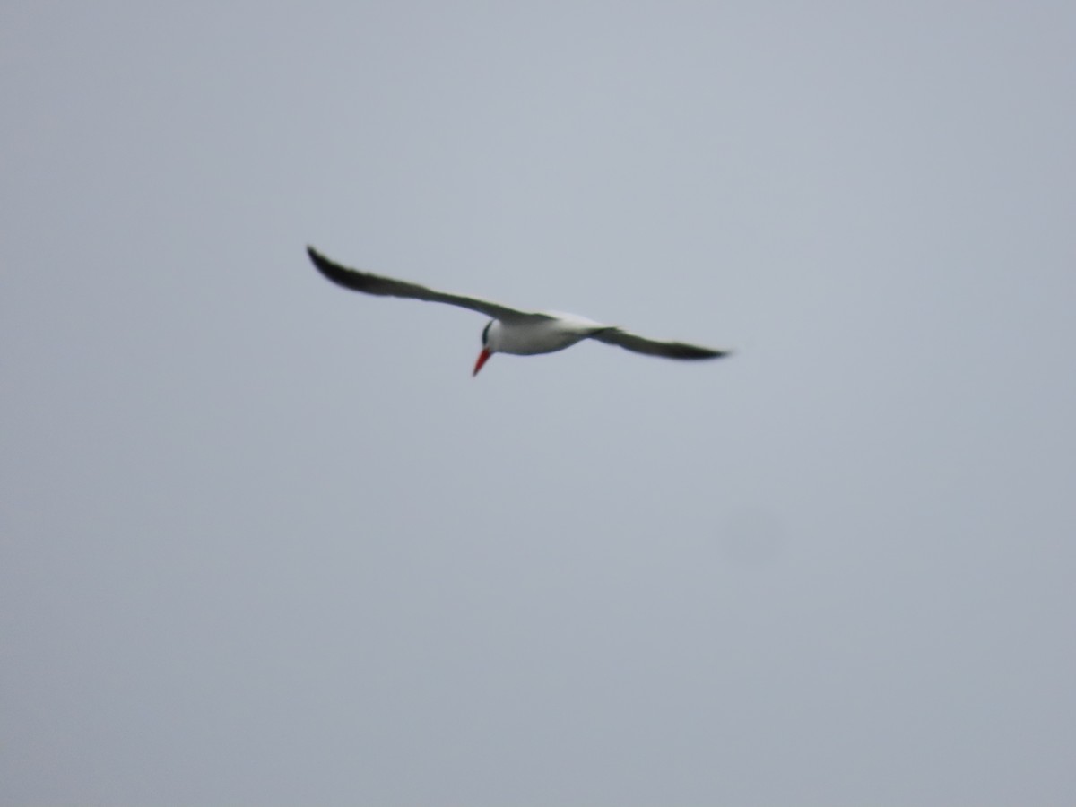 Caspian Tern - ML444930161