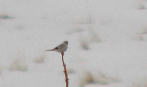 Northern Shrike - ML44493061