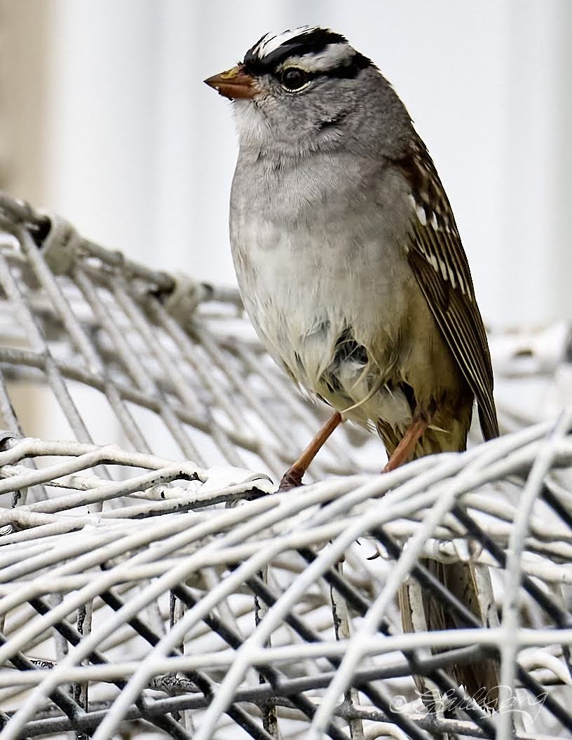 White-crowned Sparrow - ML444930651