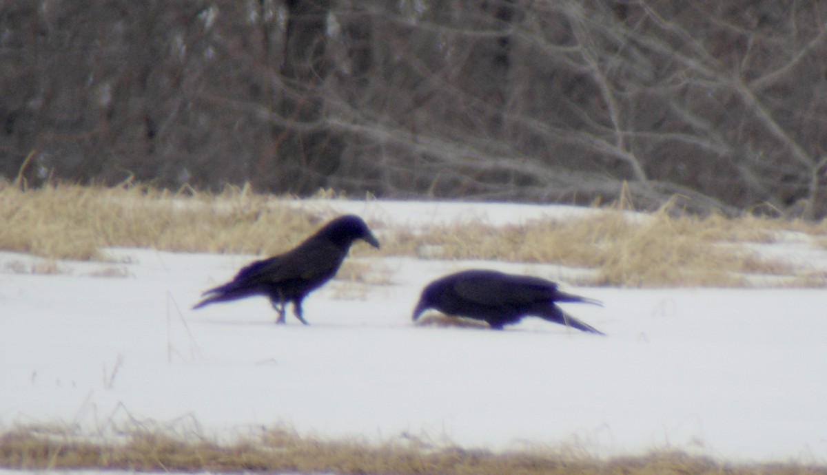 Common Raven - Jay McGowan