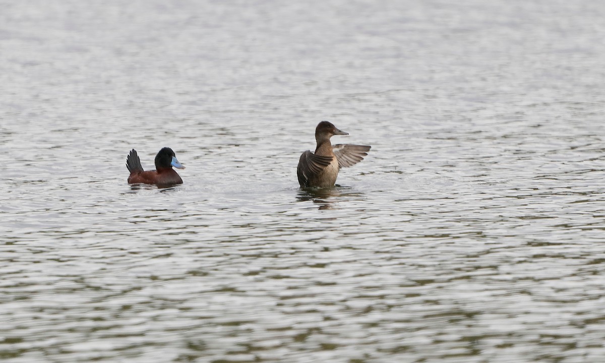 Andean Duck - Chloe Marshall