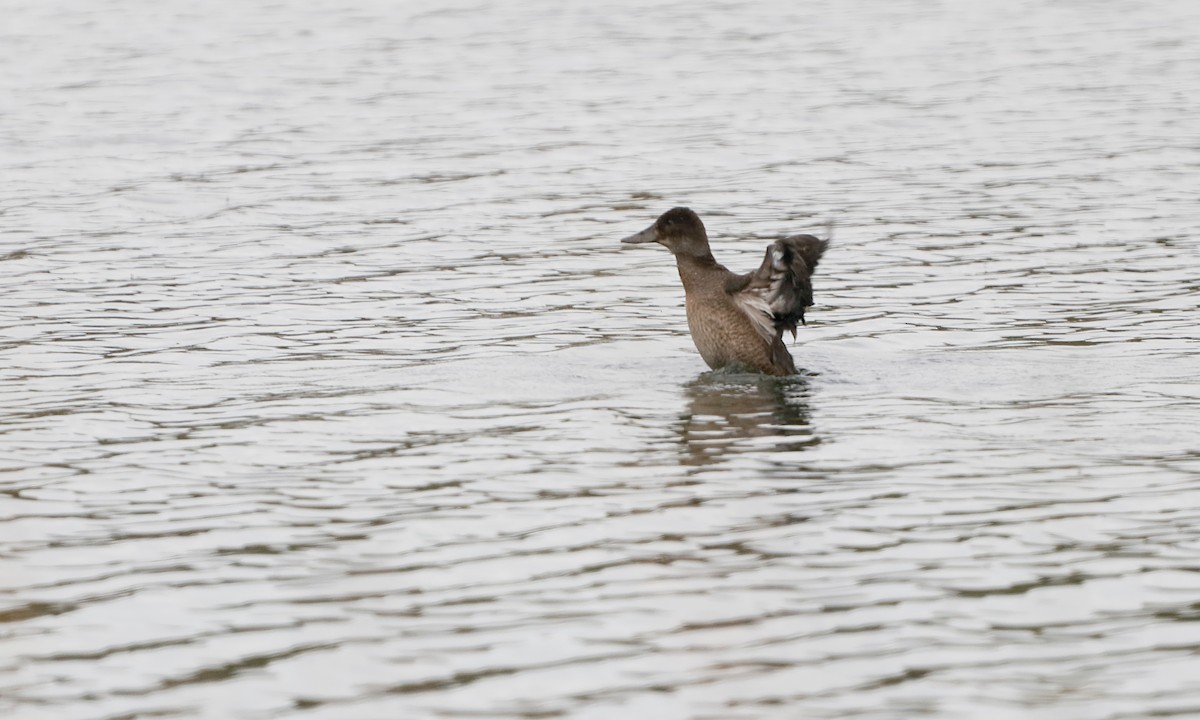 Andean Duck - ML444931911