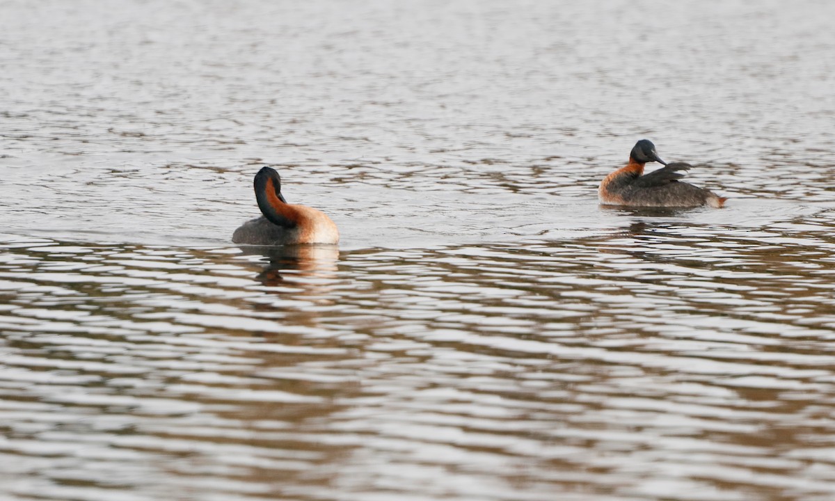 potápka velká - ML444932281