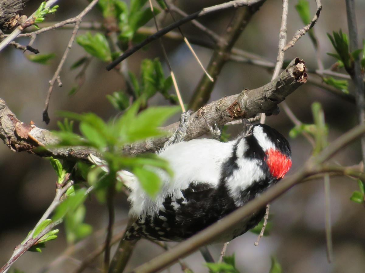 Downy Woodpecker - ML444932381