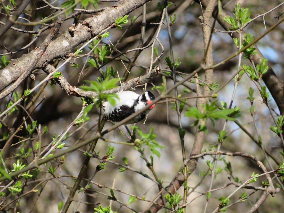 Downy Woodpecker - ML444932411