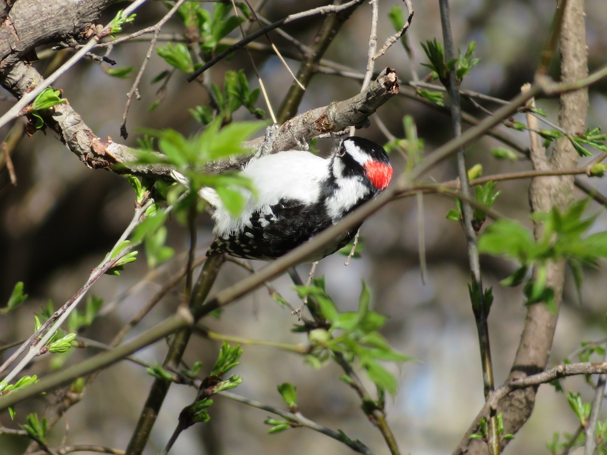 Downy Woodpecker - ML444932431