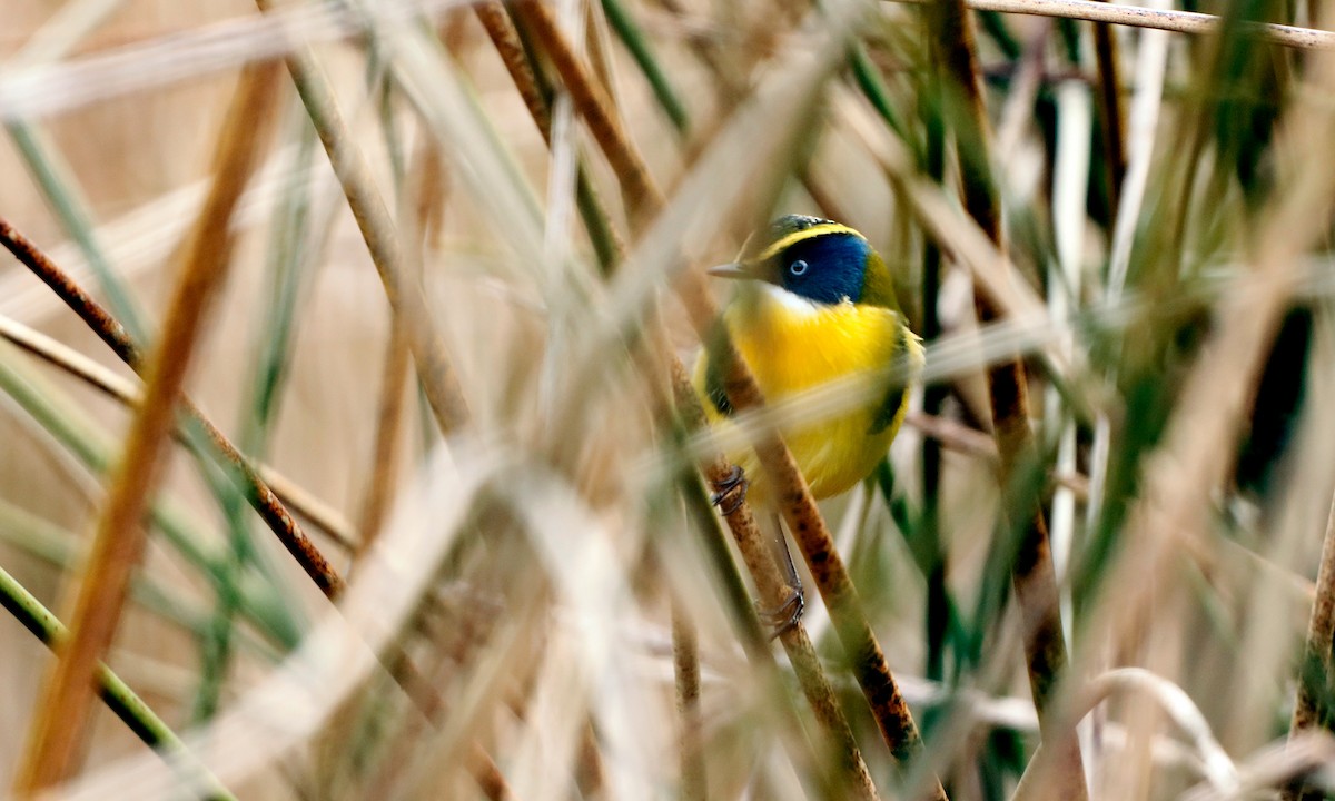 Many-colored Rush Tyrant - ML444932471