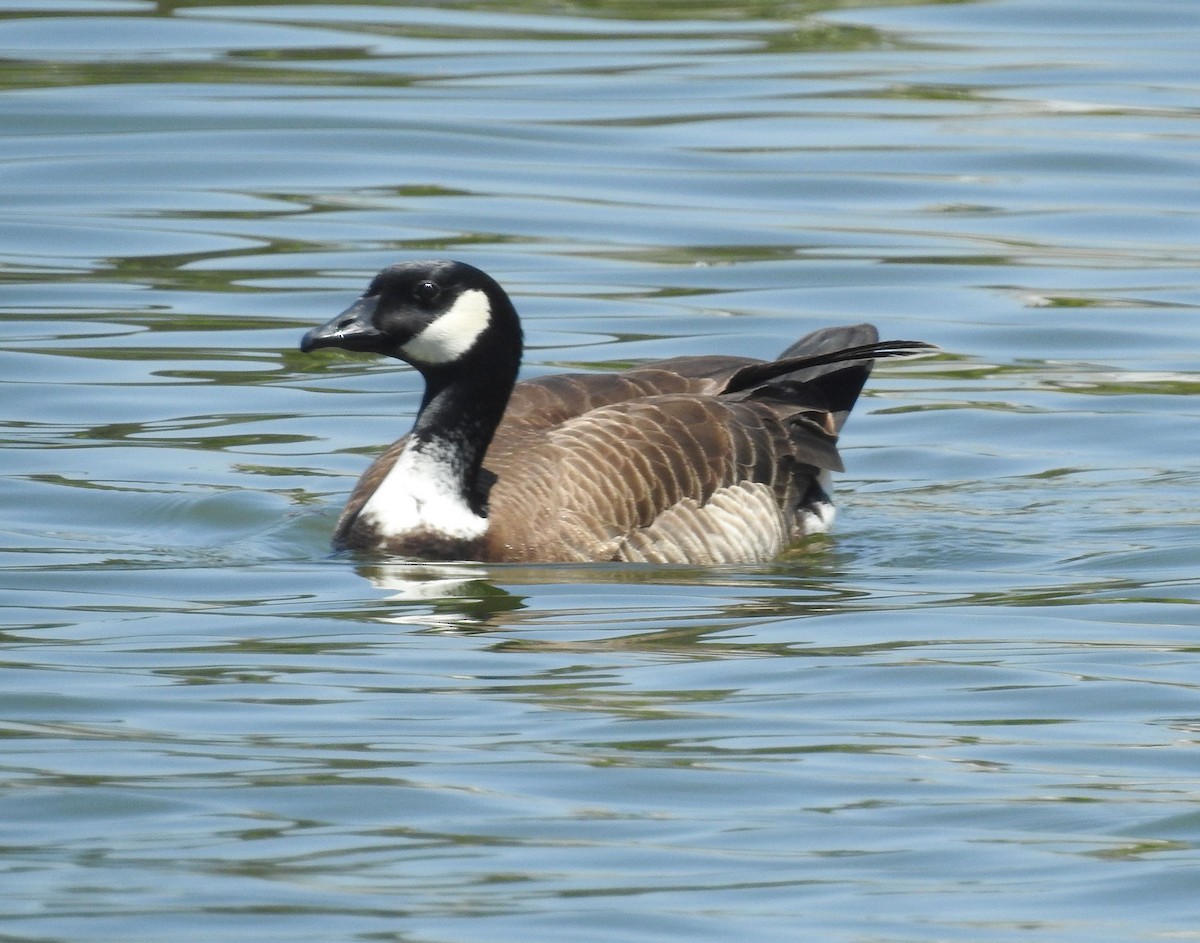 Cackling Goose (Aleutian) - ML444932761