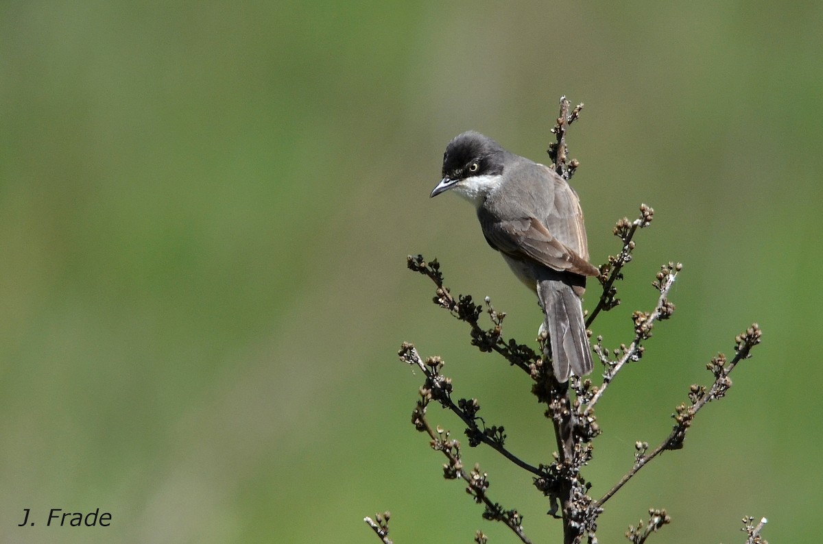Western Orphean Warbler - José Frade