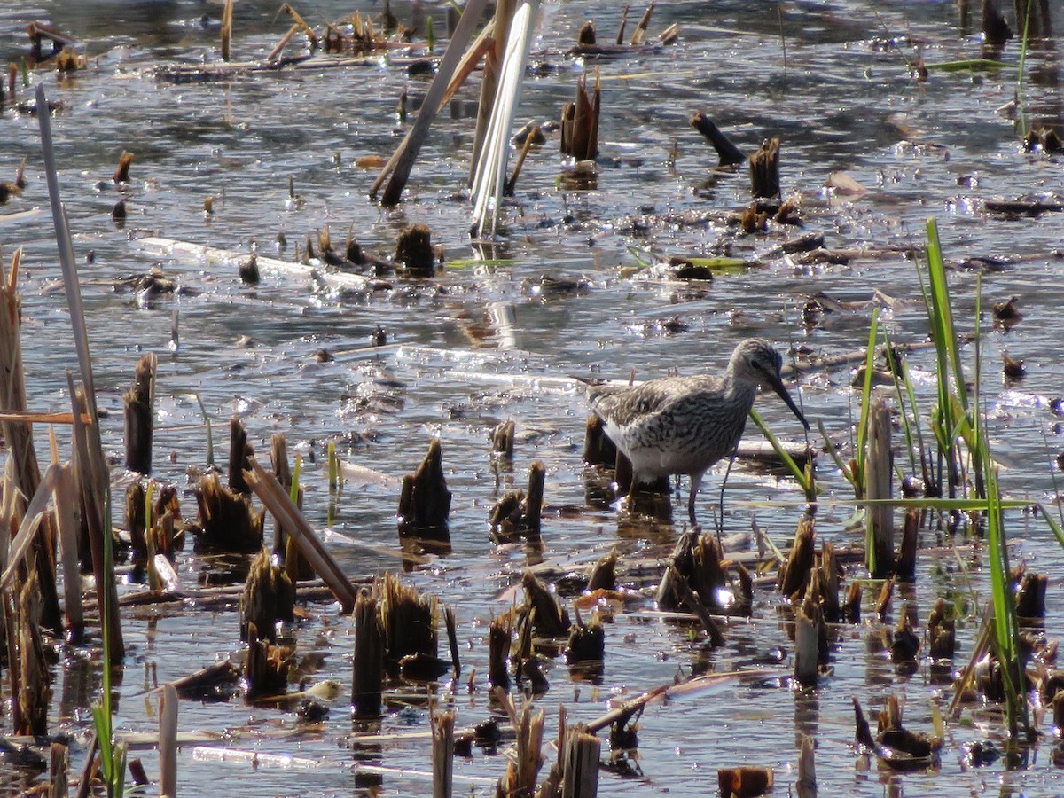 Lesser/Greater Yellowlegs - Joey Hutton