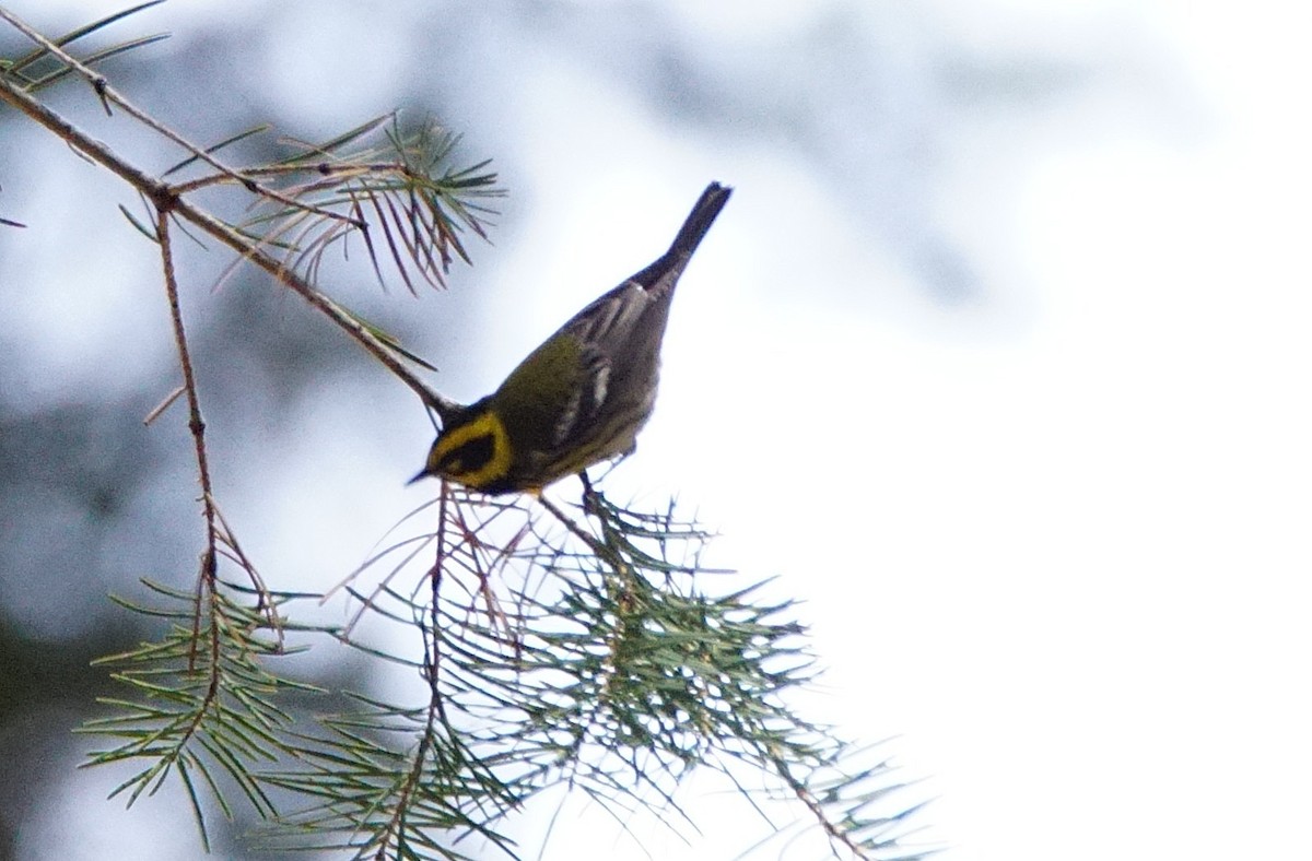 Townsend's Warbler - ML444934431