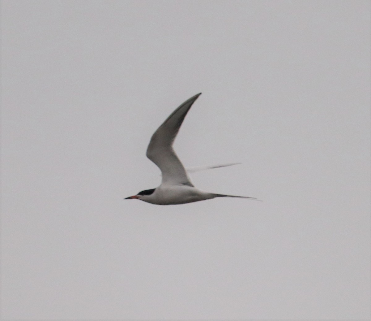 Forster's Tern - ML444934781