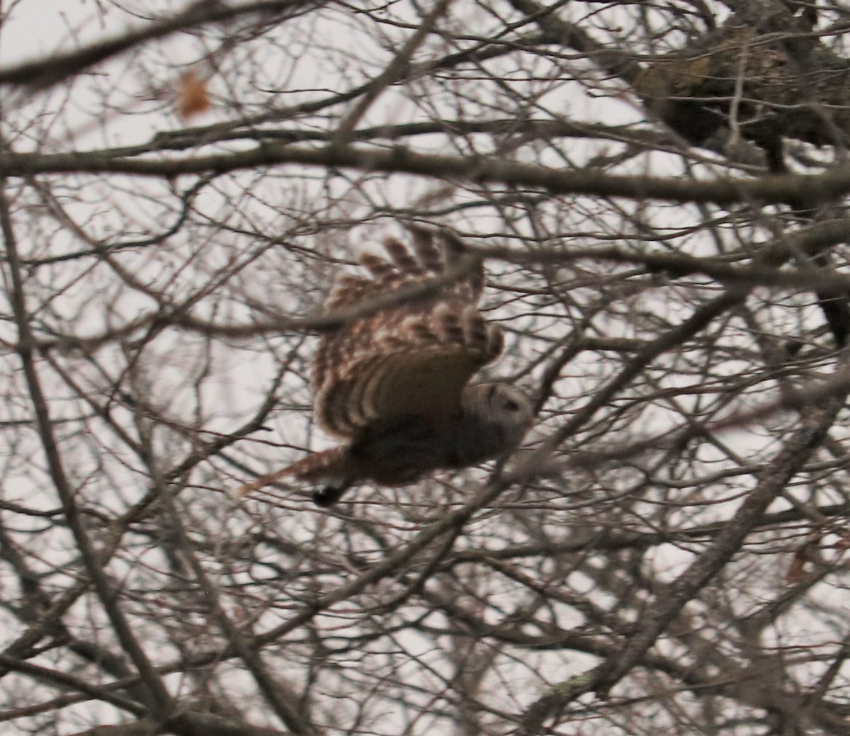 Barred Owl - ML444934981