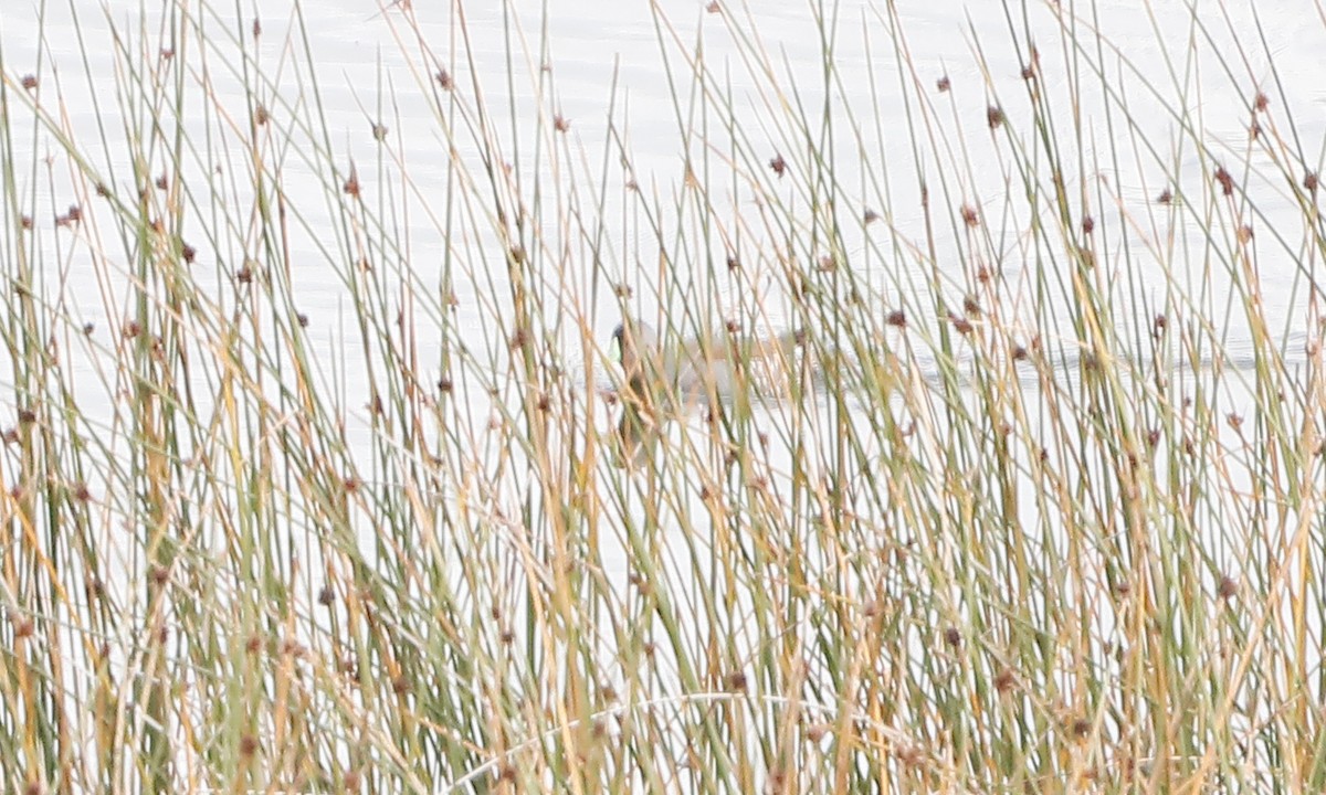 Spot-flanked Gallinule - ML444935711