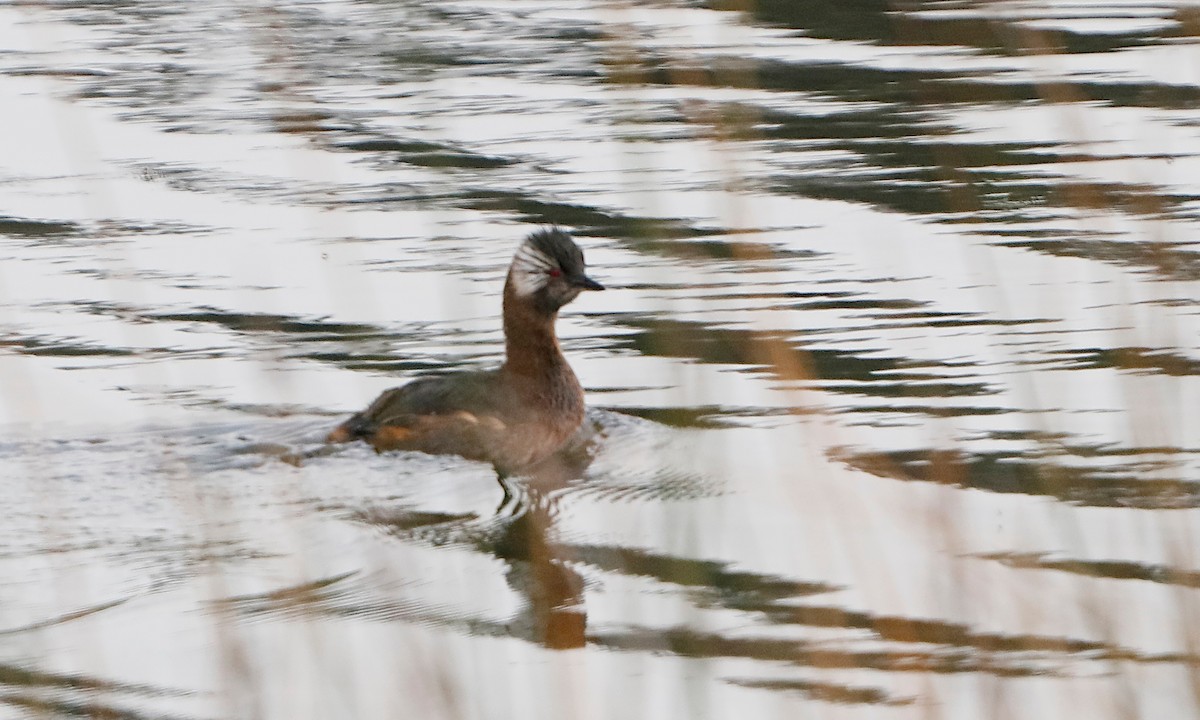 White-tufted Grebe - ML444936311