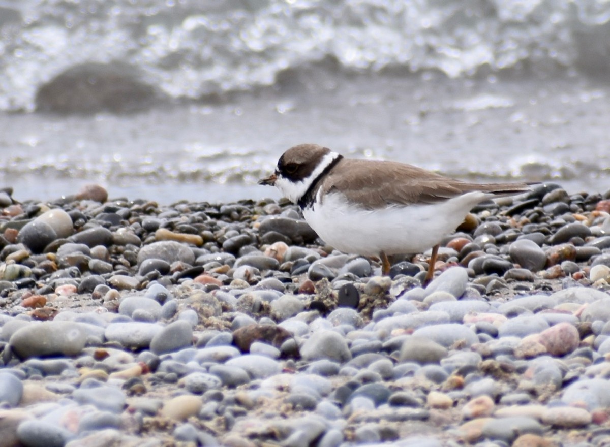 Semipalmated Plover - ML444936431