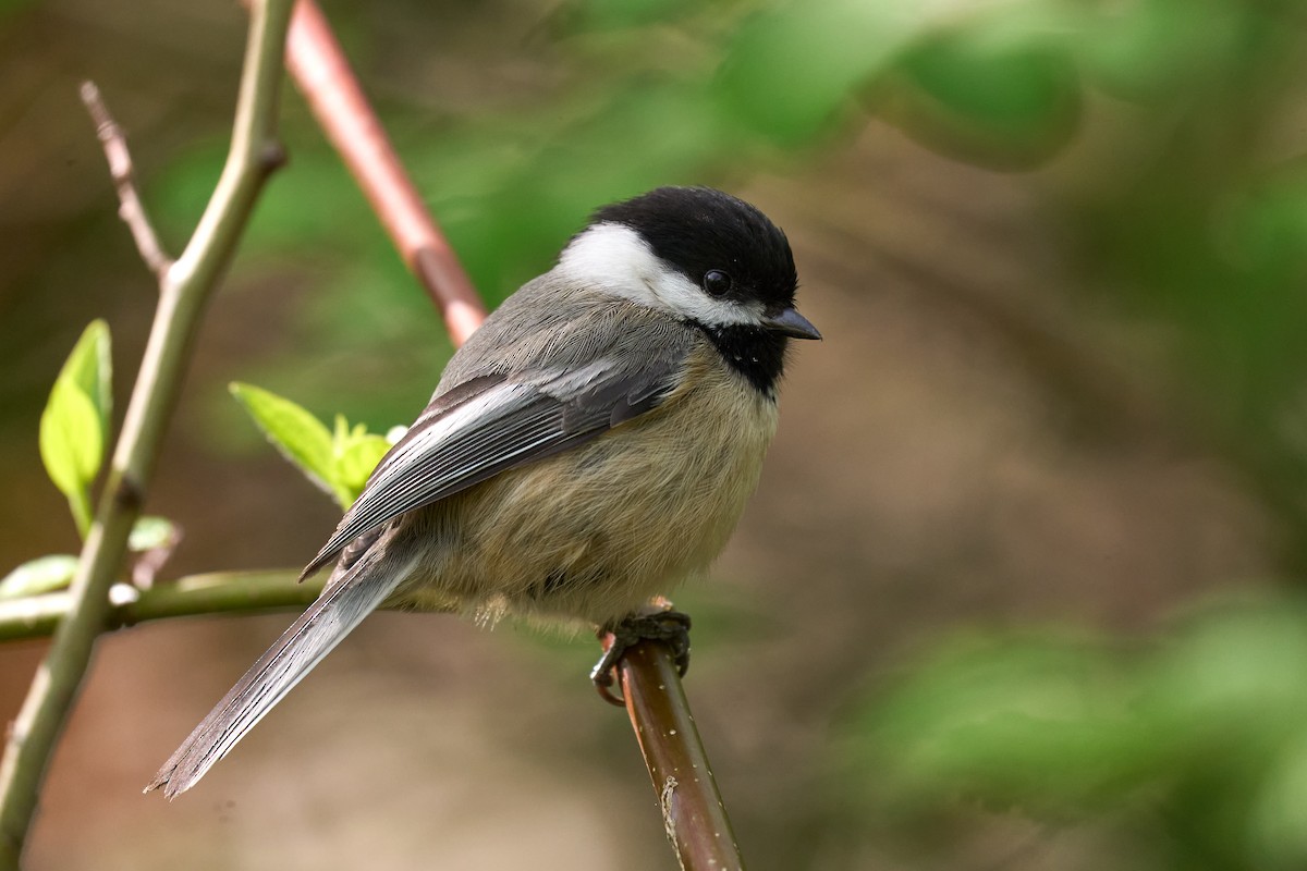 Black-capped Chickadee - ML444938111